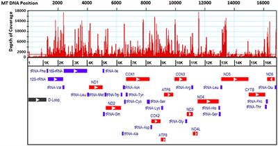 Identification and Differential Abundance of Mitochondrial Genome Encoding Small RNAs (mitosRNA) in Breast Muscles of Modern Broilers and Unselected Chicken Breed